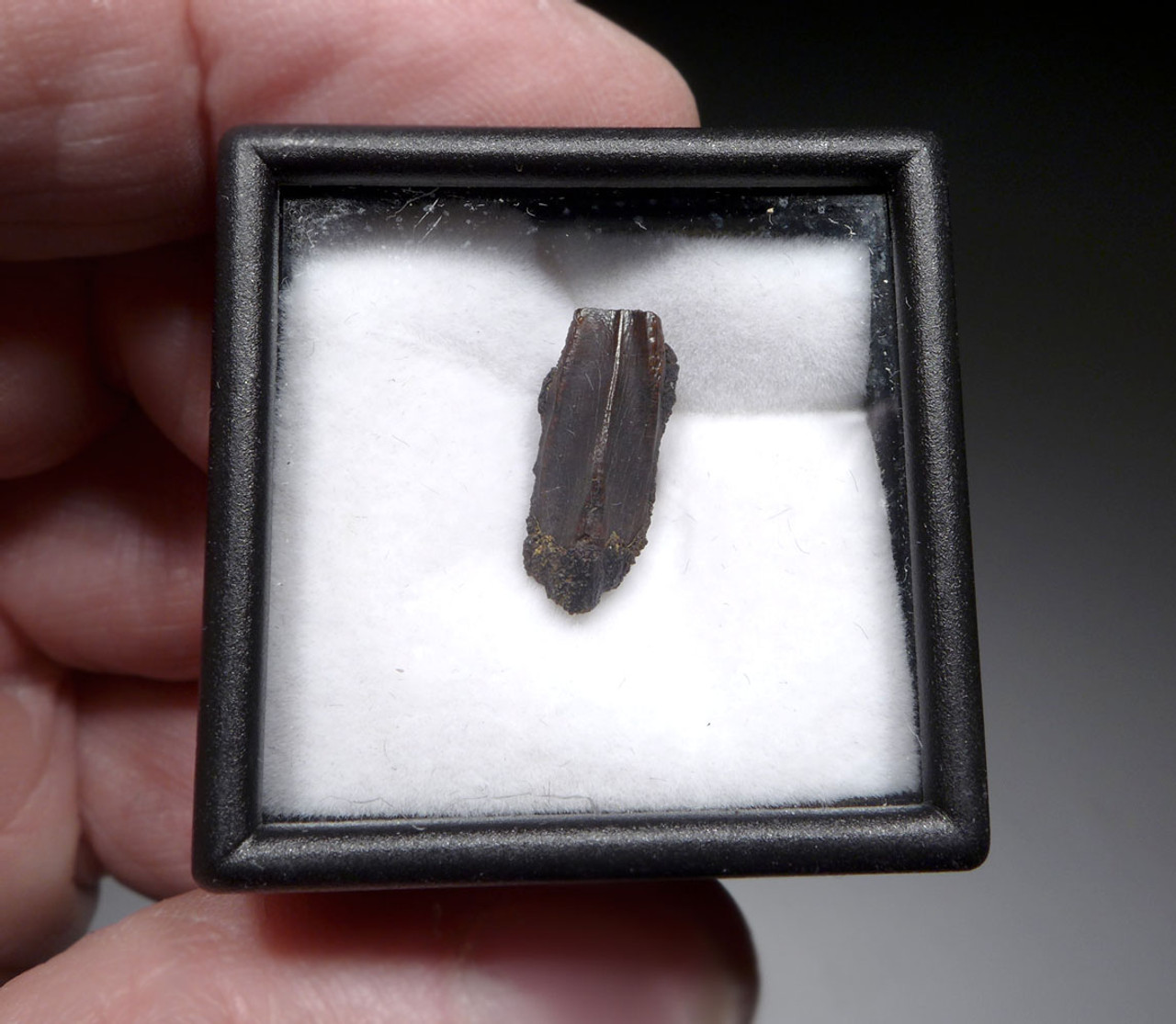 TOP QUALITY FOSSIL DINOSAUR TOOTH FROM AN EDMONTOSAURUS HADROSAUR  *DT8-129