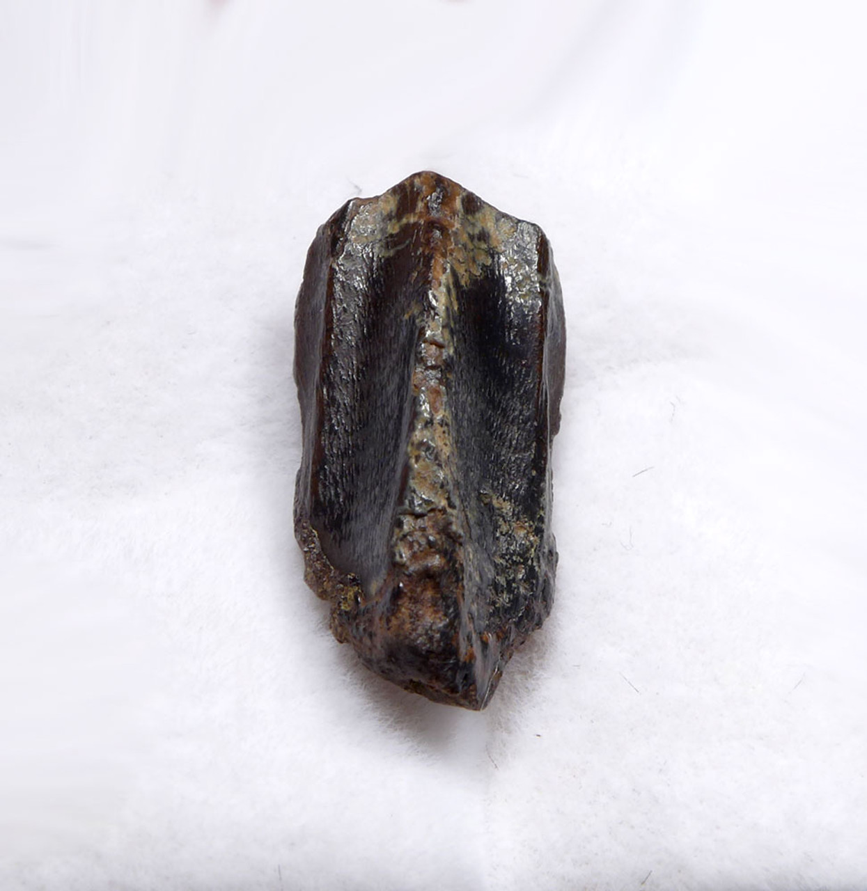 TOP QUALITY FOSSIL DINOSAUR TOOTH FROM AN EDMONTOSAURUS HADROSAUR  *DT8-134