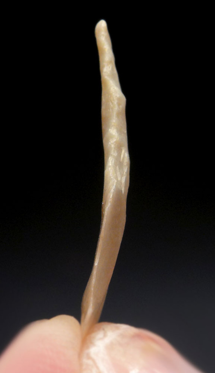 FINEST DELICATE CAPSIAN AFRICAN NEOLITHIC BORER AWL FLAKE TOOL  *CAP393