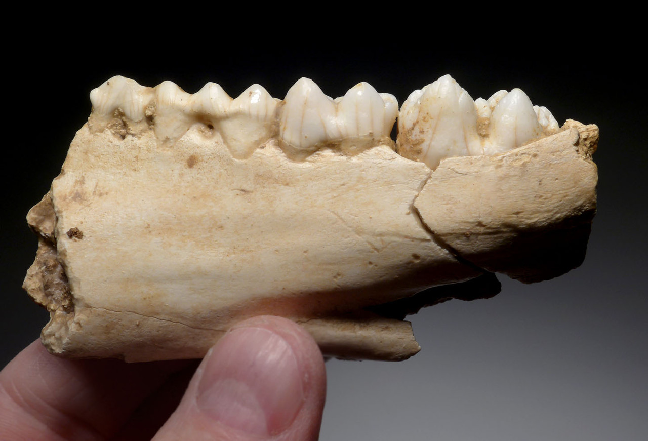 THREE ICE AGE WILD BOAR MAXILLA AND MANDIBLE CAVE FOSSILS FROM AN ARDENNES FOREST CAVE IN BELGIUM   *LMX308