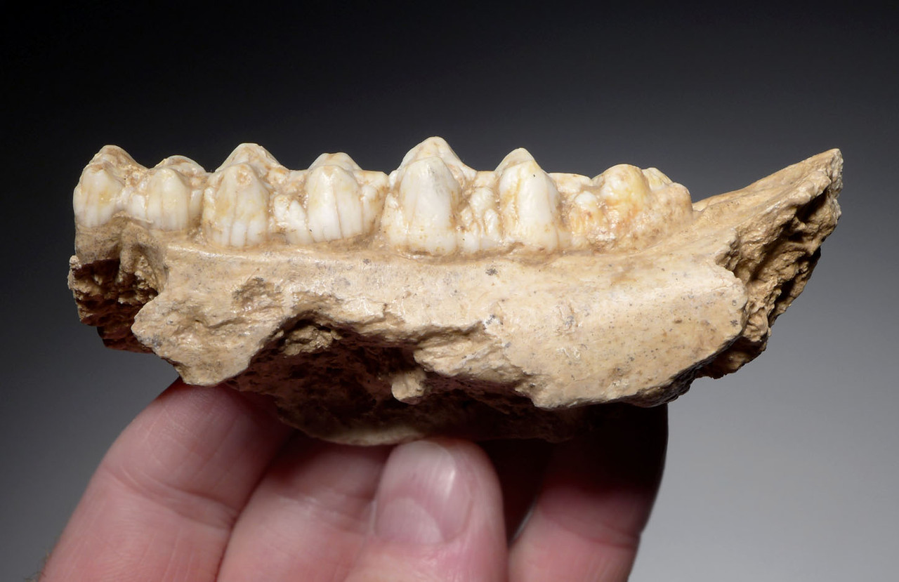 THREE ICE AGE WILD BOAR MAXILLA AND MANDIBLE CAVE FOSSILS FROM AN ARDENNES FOREST CAVE IN BELGIUM   *LMX308