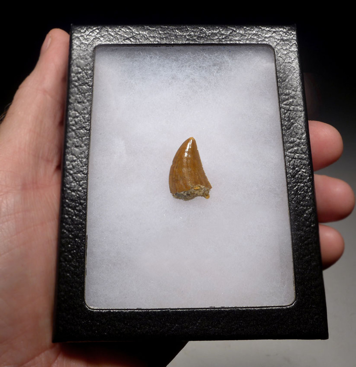 CHOICE DELTADROMEUS FOSSIL DINOSAUR TOOTH WITH SERRATIONS  *DT11-038