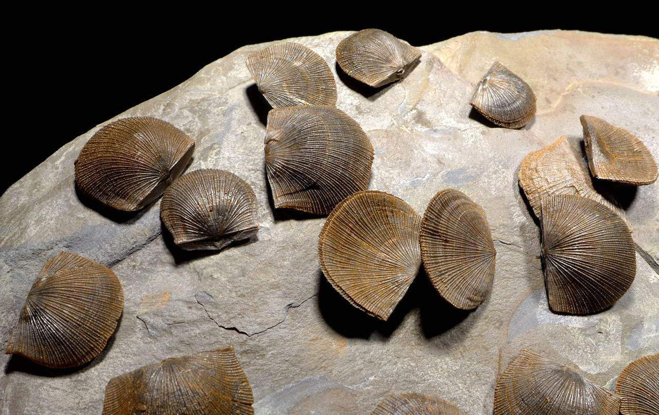 LARGE DEVONIAN BRACHIOPOD SCHELLWIENELLA FOSSIL COLONY FROM FAMOUS SITE   *BR037