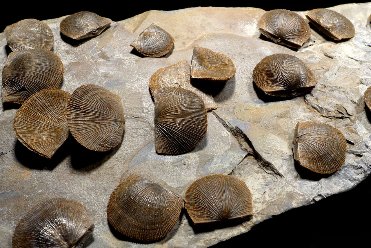 LARGE DEVONIAN BRACHIOPOD SCHELLWIENELLA FOSSIL COLONY FROM FAMOUS SITE   *BR037