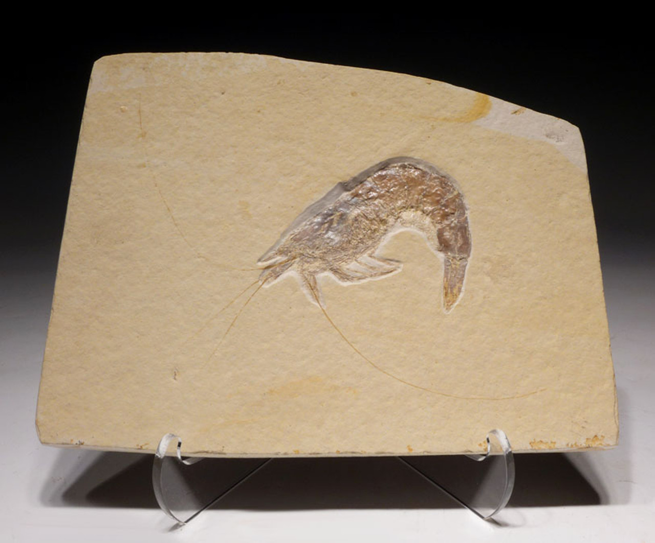 FINEST GIANT 7 INCH FOSSIL SHRIMP ANTRIMPOS FROM SOLNHOFEN  *CRUS033