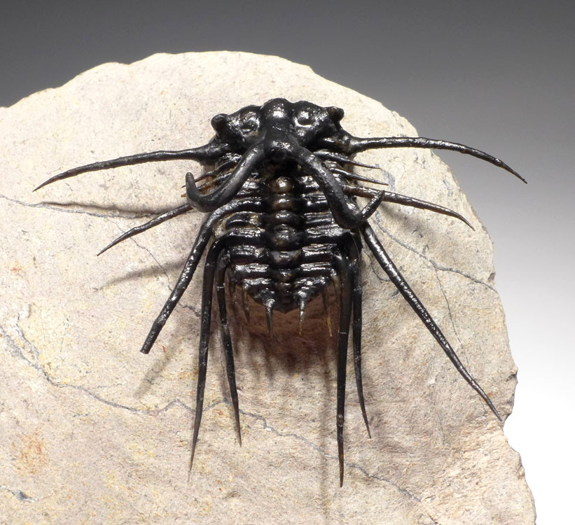 SPINY DICRANURUS TRILOBITE FOR SALE