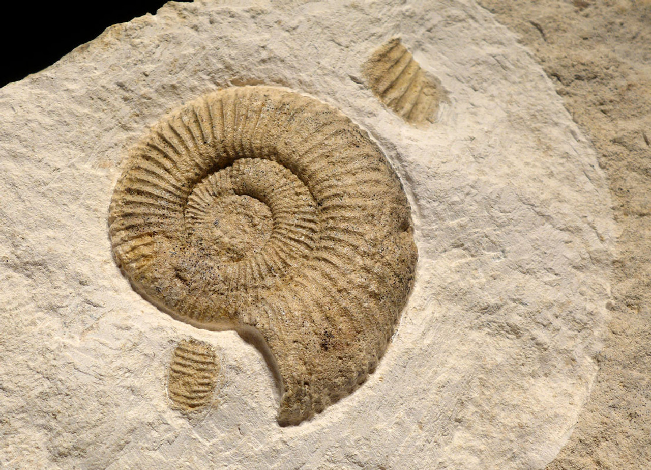 LARGE INTERIOR ACCENT WHITE STONE FOSSIL AMMONITE *AMX-354