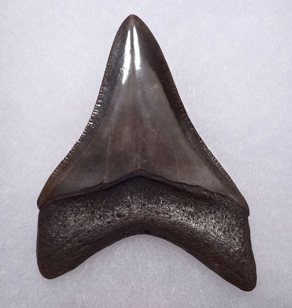 CHOICE WARM PLATINUM 2.8 INCH MEGALODON SHARK TOOTH WITH CHATOYANT ENAMEL  *SHX109