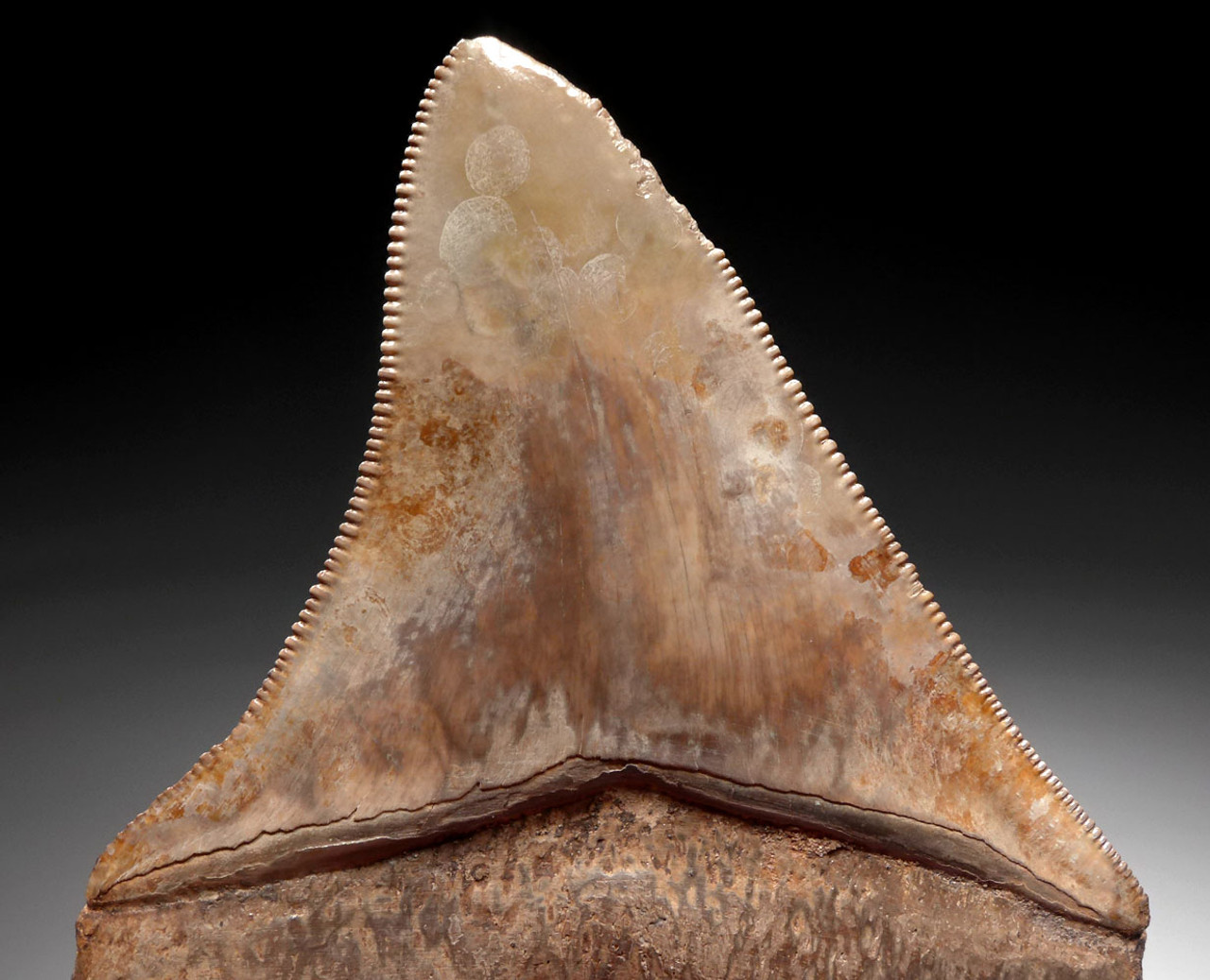 TOP COLLECTOR GRADE 2.9 INCH MEGALODON FOSSIL SHARK TOOTH WITH MOTTLED CREAM AND COPPER ENAMEL  *SHX106