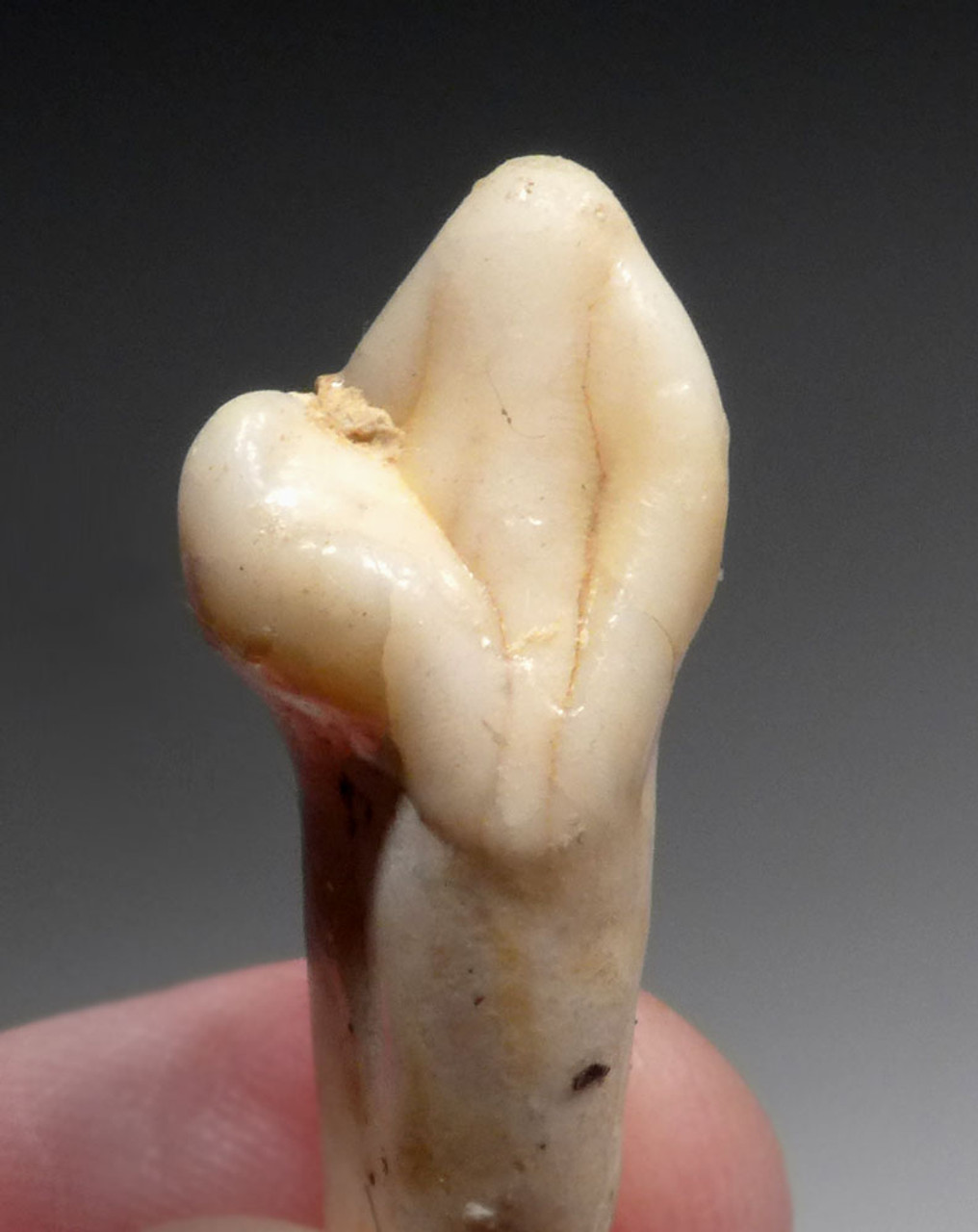 ARDENNES FOREST BELGIUM CAVE BEAR FOSSIL INCISOR TOOTH RARE LOCATION  *LMX332