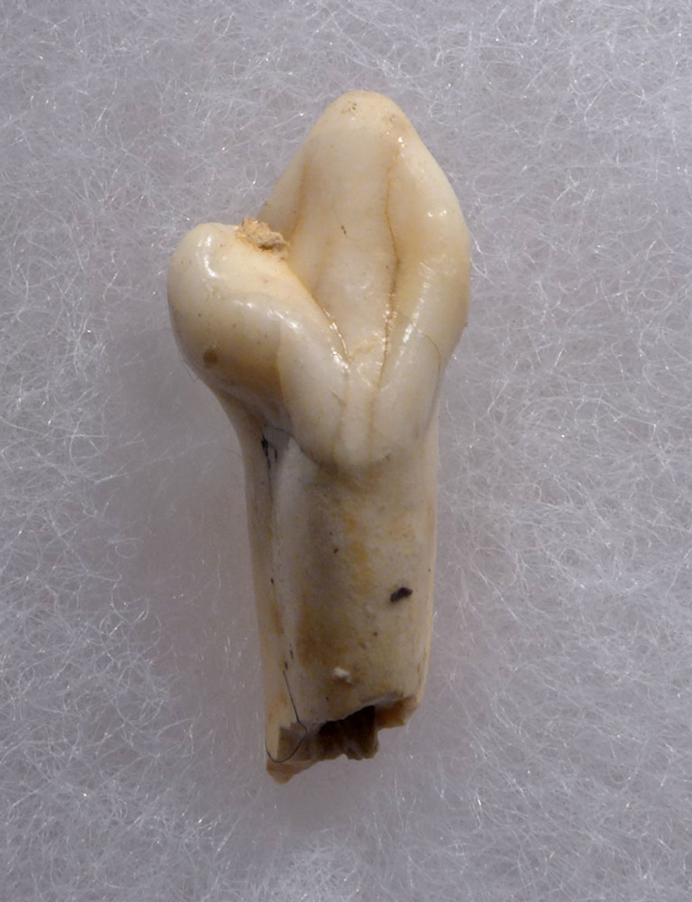 ARDENNES FOREST BELGIUM CAVE BEAR FOSSIL INCISOR TOOTH RARE LOCATION  *LMX332