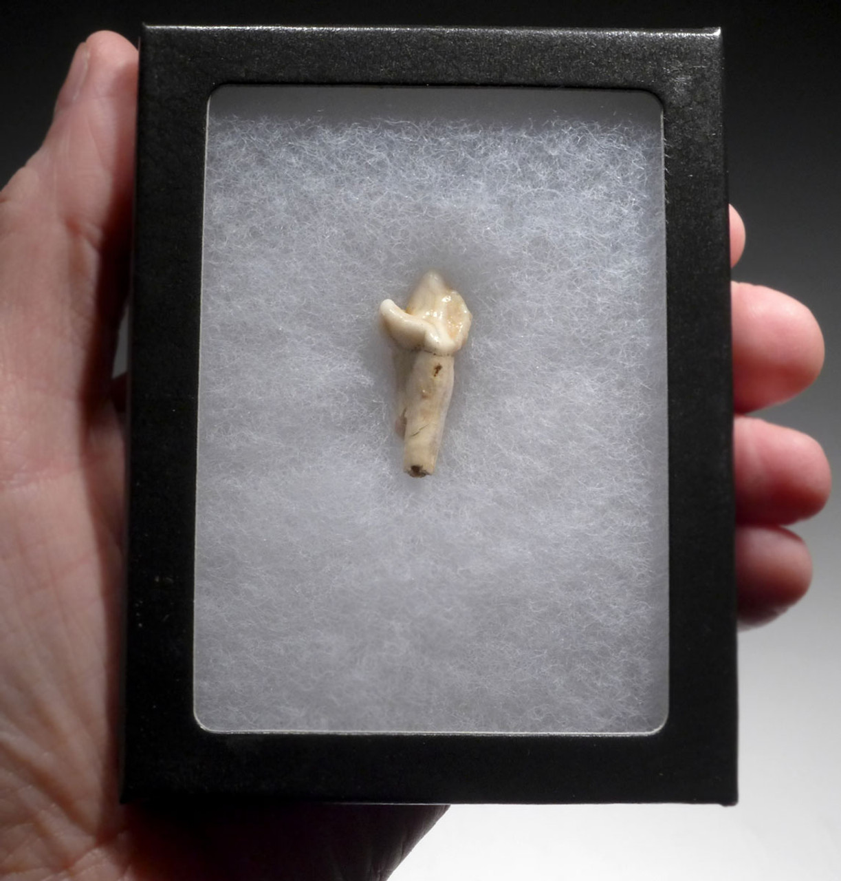 ARDENNES FOREST BELGIUM CAVE BEAR FOSSIL INCISOR TOOTH RARE LOCATION  *LMX328