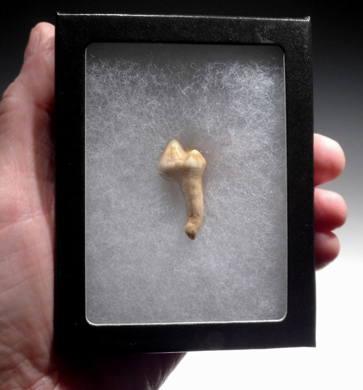 ARDENNES FOREST BELGIUM CAVE BEAR FOSSIL PREMOLAR TOOTH RARE LOCATION  *LMX325