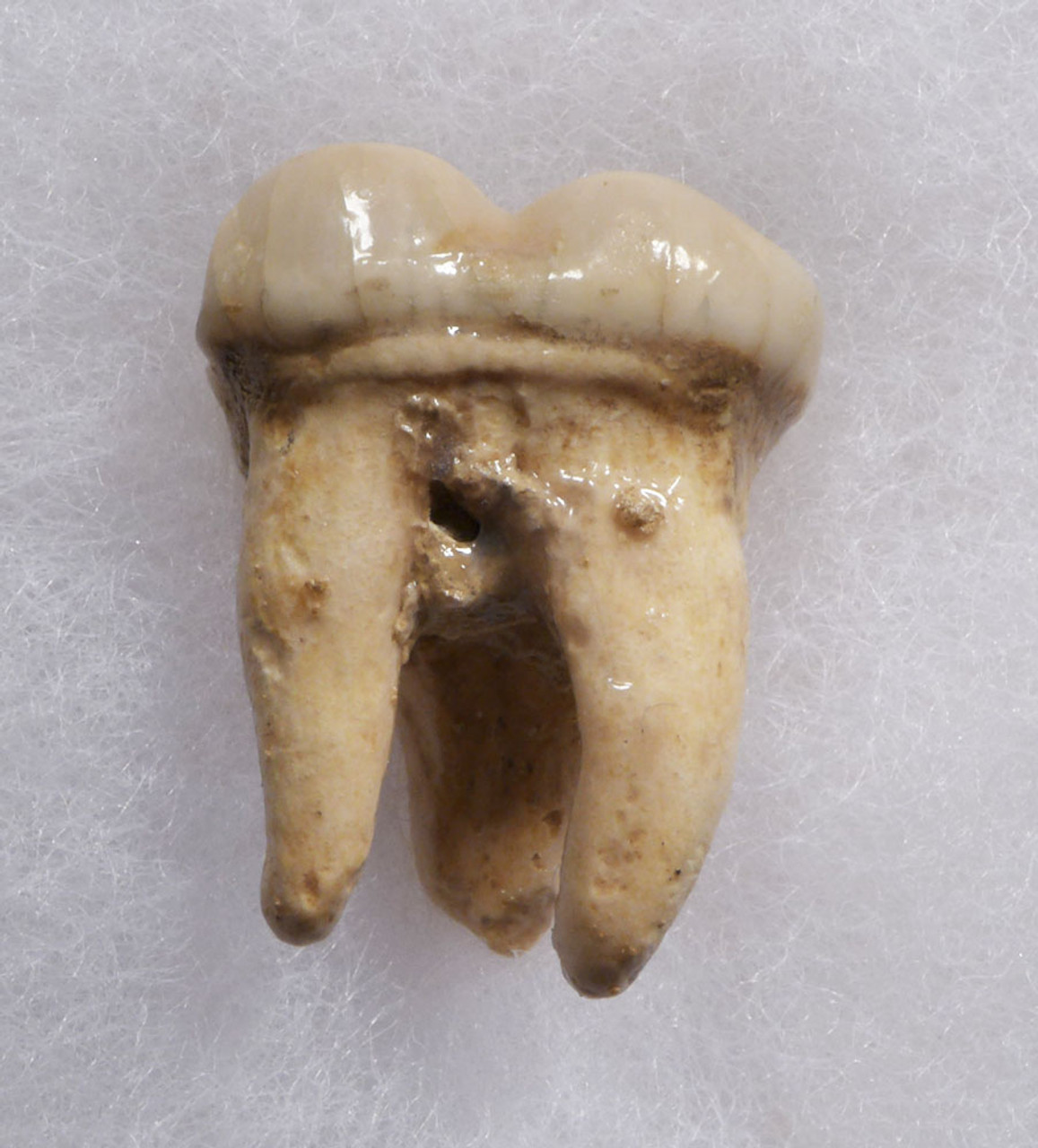 SUPERB ARDENNES FOREST BELGIUM CAVE BEAR FOSSIL MOLAR TOOTH RARE LOCATION *LMX324