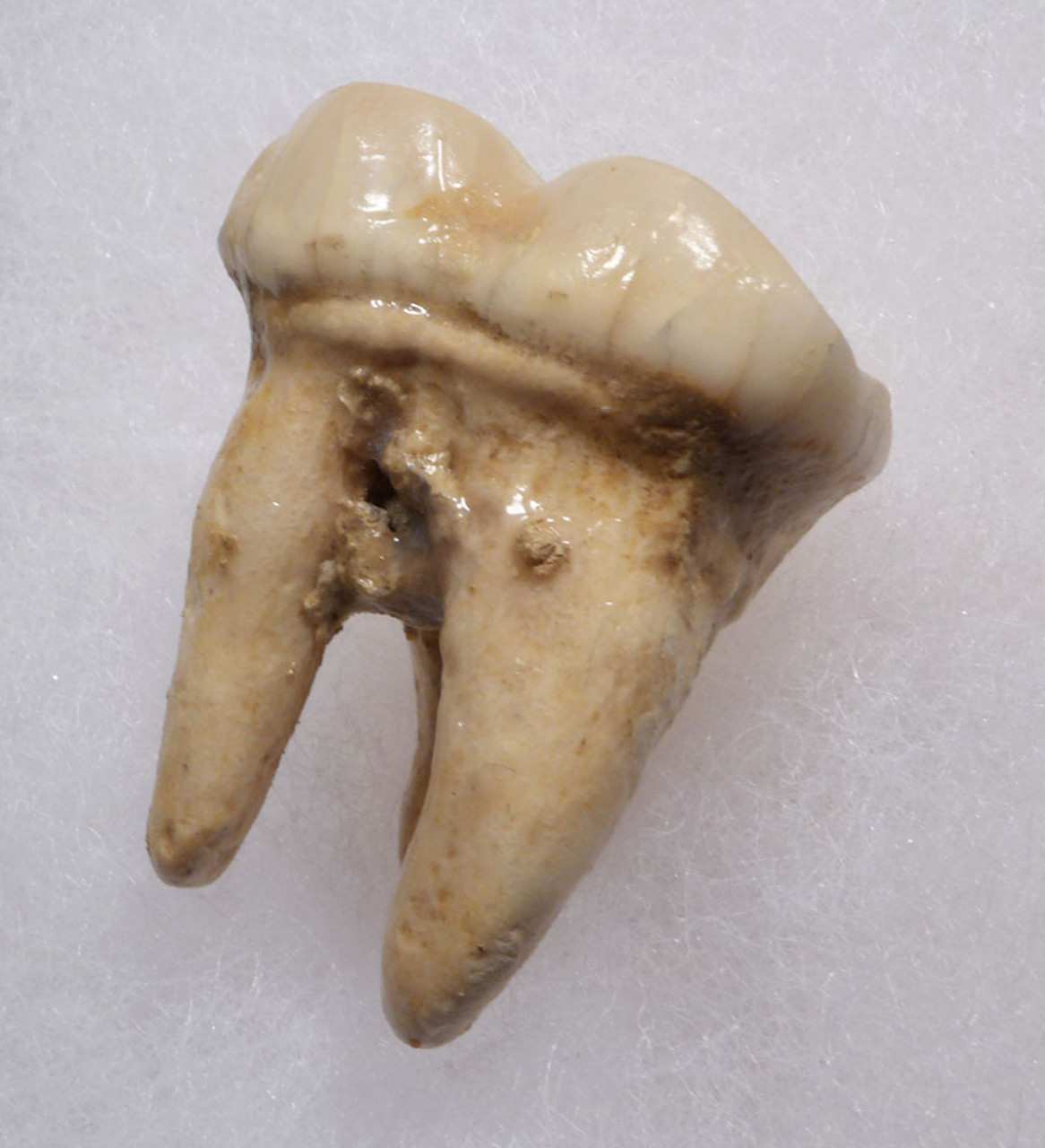 SUPERB ARDENNES FOREST BELGIUM CAVE BEAR FOSSIL MOLAR TOOTH RARE LOCATION *LMX324