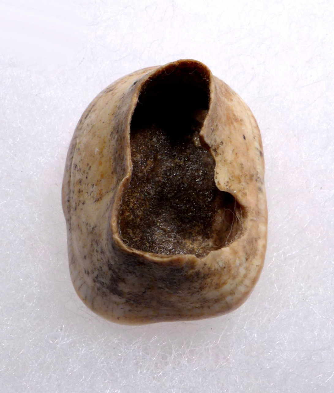 FOSSIL MOLAR TOOTH FROM AN ARDENNES FOREST BELGIUM CAVE BEAR  *LMX330