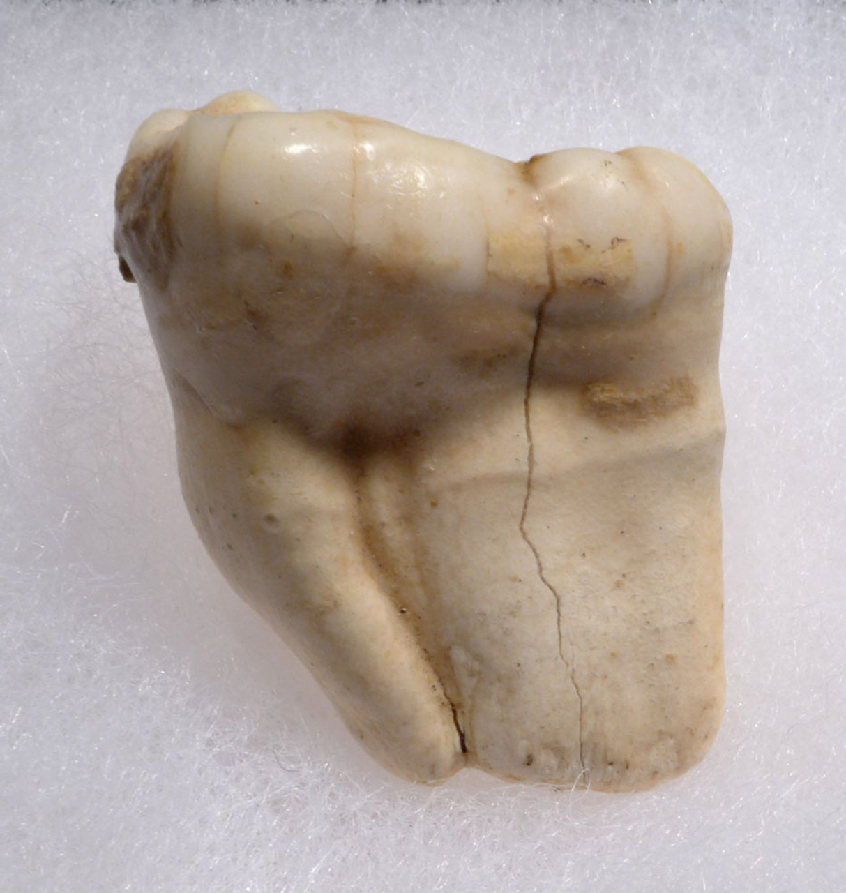 ARDENNES FOREST BELGIUM CAVE BEAR FOSSIL MOLAR TOOTH FROM RARE LOCATION  *LMX326