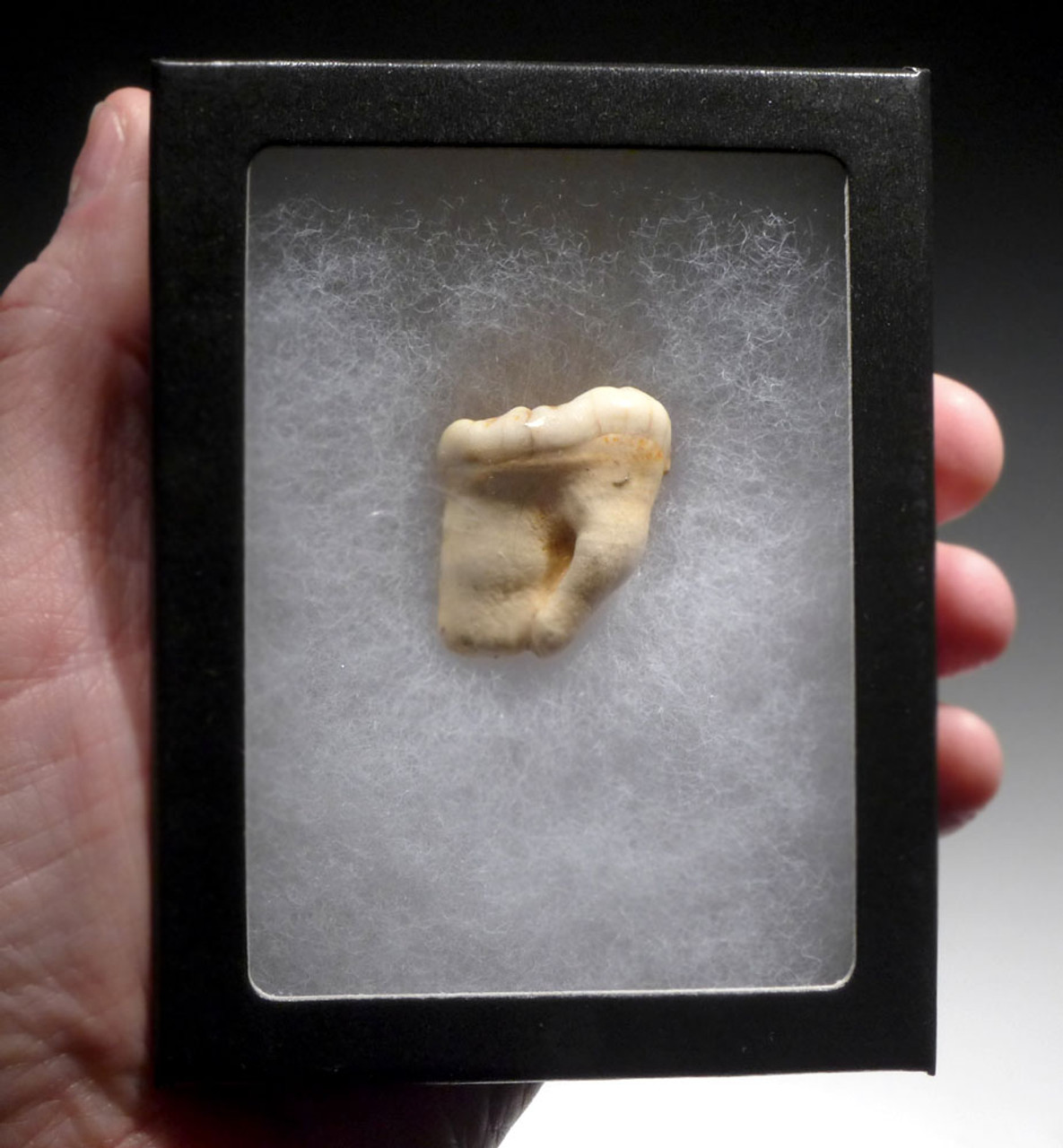 ARDENNES FOREST BELGIUM CAVE BEAR FOSSIL MOLAR TOOTH FROM RARE LOCATION  *LMX326