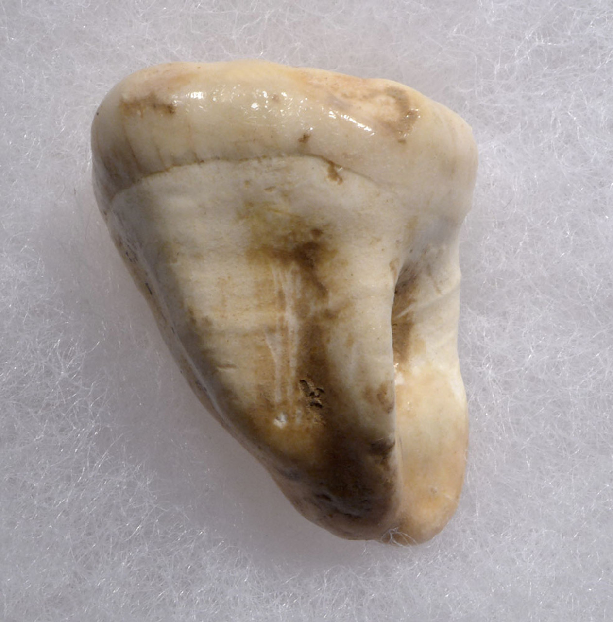 FINEST ARDENNES FOREST BELGIUM CAVE BEAR FOSSIL MOLAR TOOTH RARE LOCATION  *LMX329