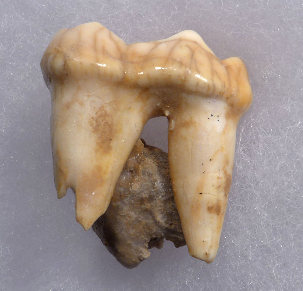 BELGIUM CAVE BEAR FOSSIL MOLAR TOOTH ON MATRIX FROM RARE ARDENNES FOREST SITE  *LMX321