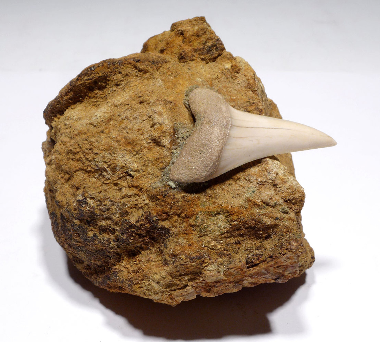 QUALITY FOSSIL EXTINCT MAKO SHARK TOOTH ISURUS HASTALIS IN MATRIX FROM SHARKTOOTH HILL CALIFORNIA  *STH054