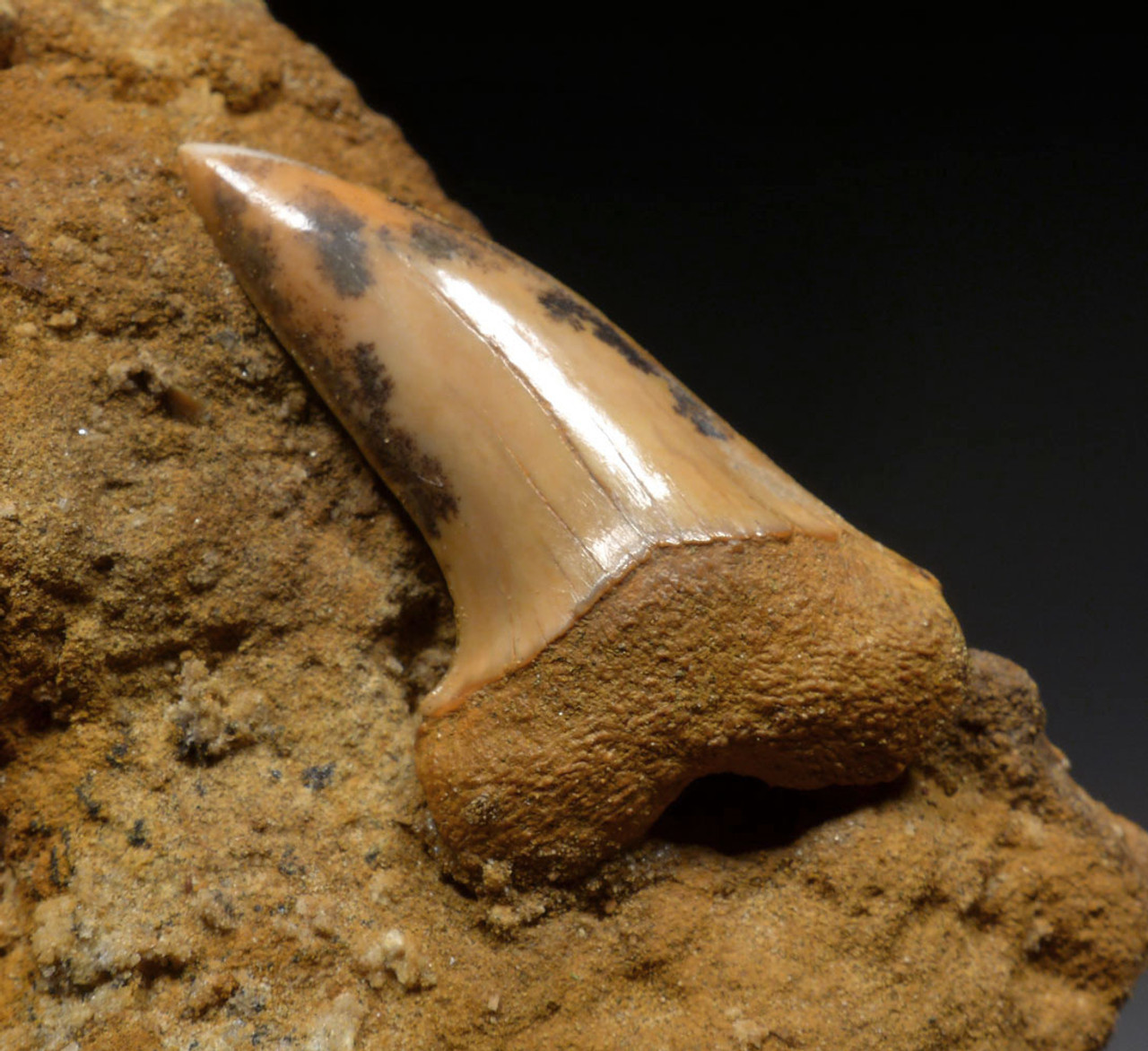 MOTTLED ORANGE FOSSIL ISURUS PLANUS MAKO SHARK TOOTH FROM SHARKTOOTH HILL CALIFORNIA  *STH053