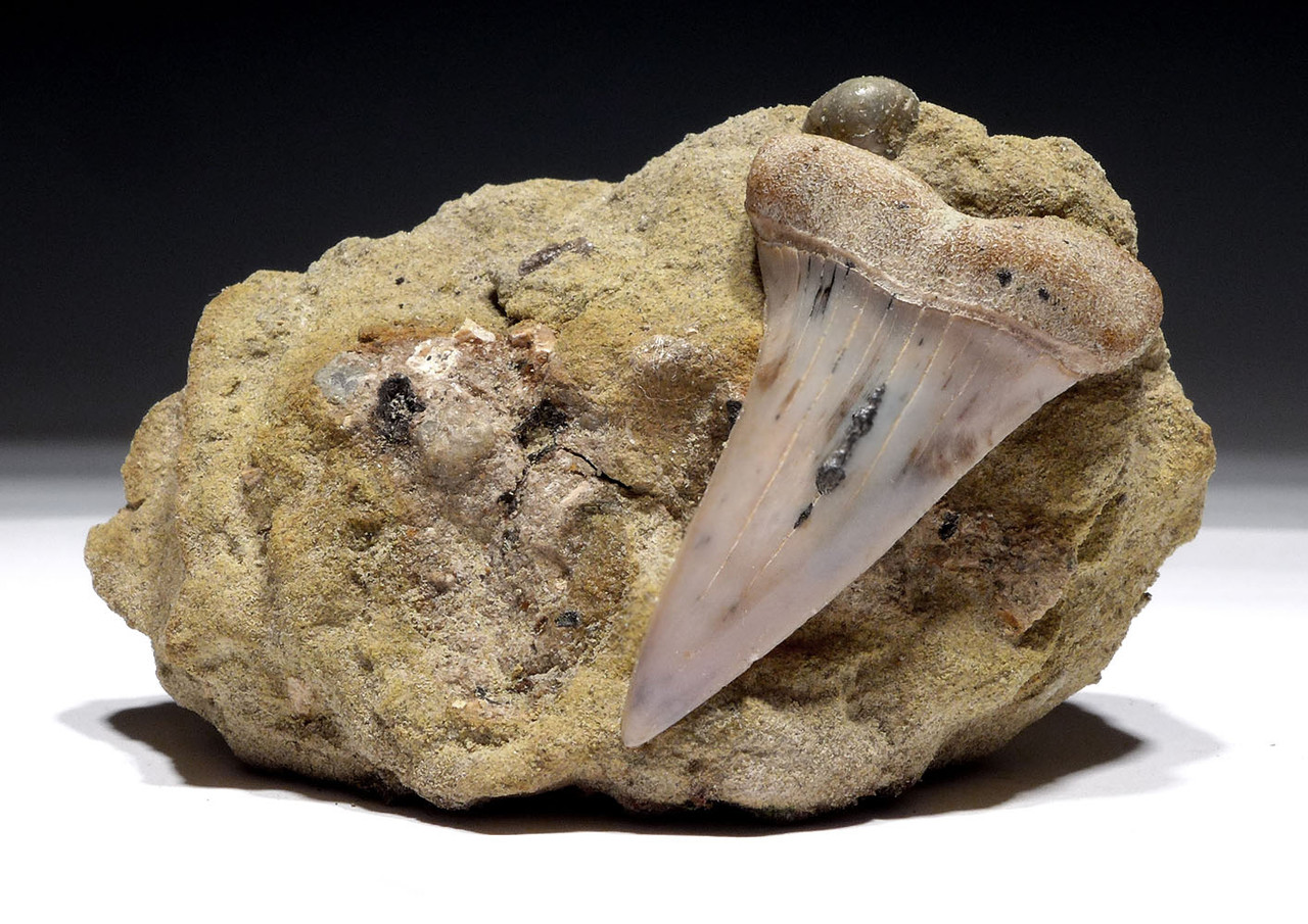 SUPREME QUALITY 1.75 INCH FOSSIL SHARK TOOTH OF A ISURUS HASTALIS MAKO SHARK FROM CALIFORNIA SHARKTOOTH HILL  *STH055