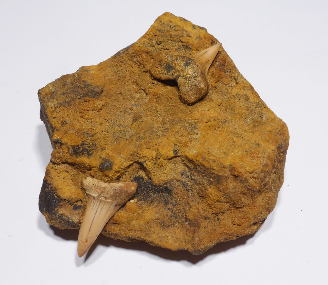 EXTINCT HASTALIS MAKO FOSSIL SHARK TEETH IN SHARKTOOTH HILL CALIFORNIA SANDSTONE  *STH060