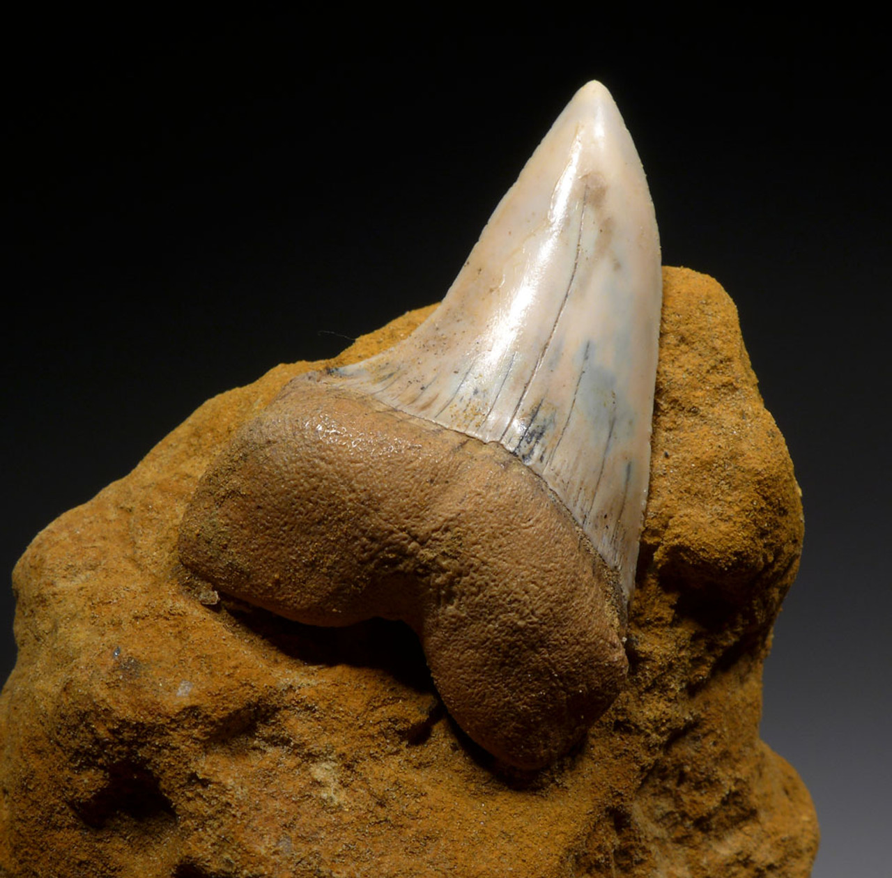 PREMIUM CALIFORNIA FOSSIL HOOKED-TOOTH MAKO SHARK TOOTH ISURUS PLANUS IN MATRIX FROM SHARKTOOTH HILL   *STH059