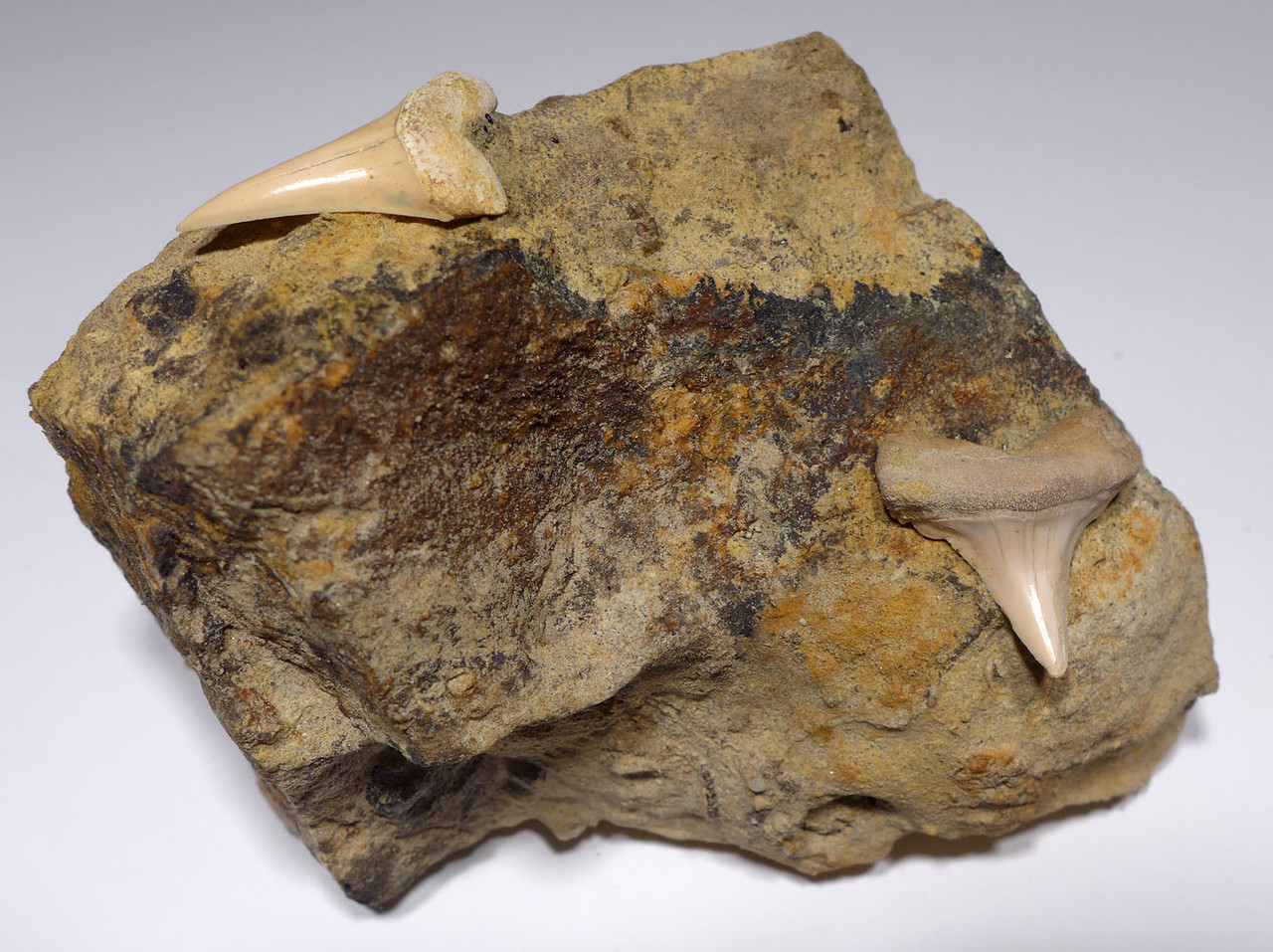 CALIFORNIA EXTINCT HASTALIS MAKO FOSSIL SHARK TEETH  IN SHARKTOOTH HILL SANDSTONE  *STH042