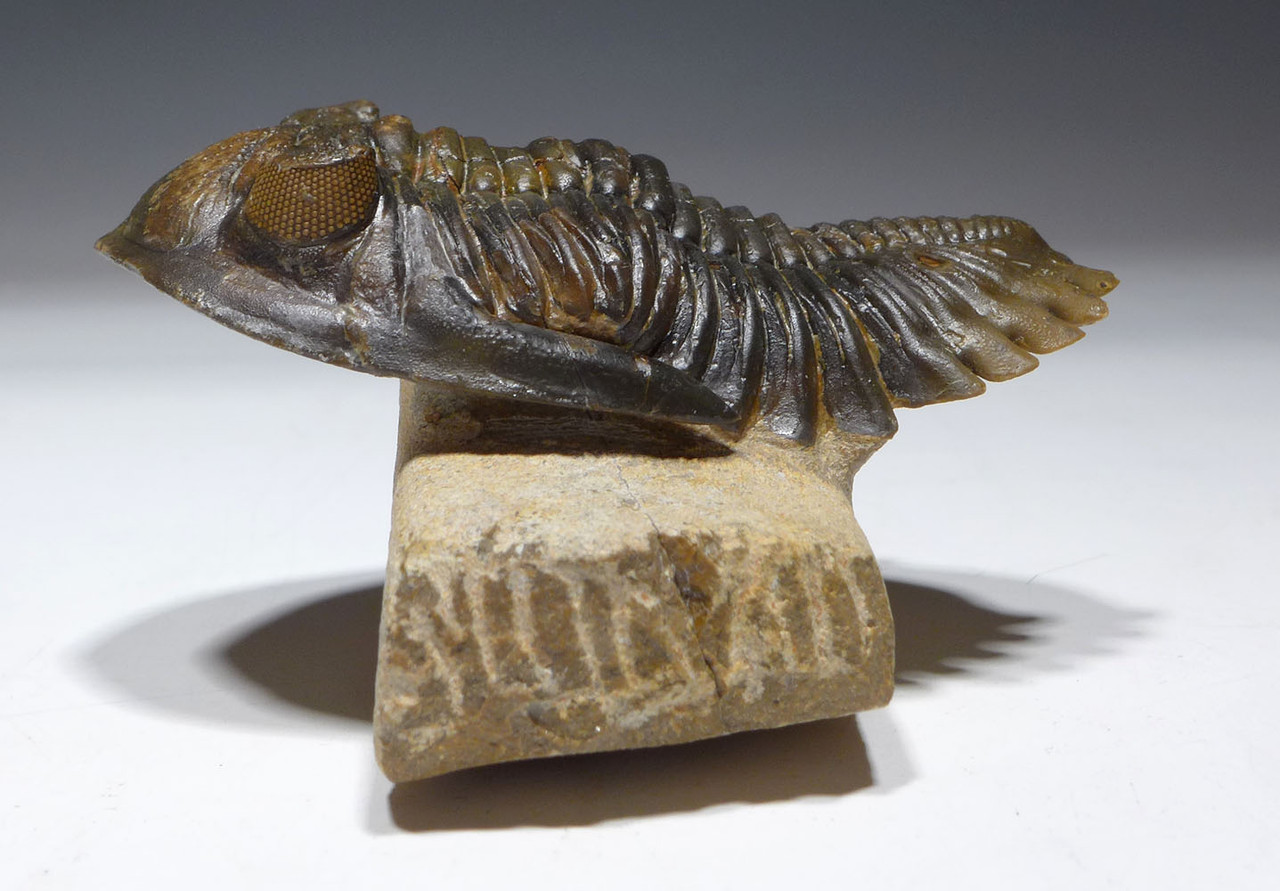 DAMAGED HOLLARDOPS TRILOBITE DEVONIAN FOSSIL *TRX909 - TIME VAULT