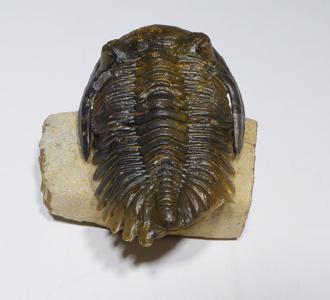 DAMAGED HOLLARDOPS TRILOBITE DEVONIAN FOSSIL *TRX909 - TIME VAULT