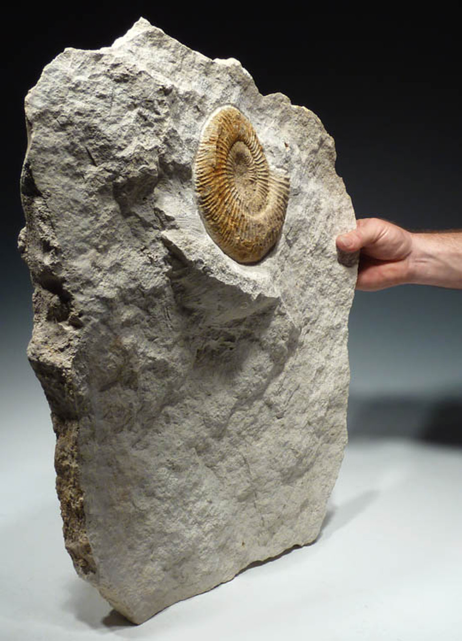 STUNNING INTERIOR DESIGN FOSSIL GOLDEN JURASSIC AMMONITE ON THICK WHITE LIMESTONE SLAB  *AMX288