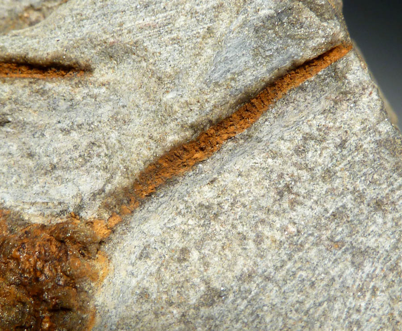 NATURAL MASS EXTINCTION CARPOID FOSSIL ORDOVICIAN DENDROCYSTITES  *CARP001