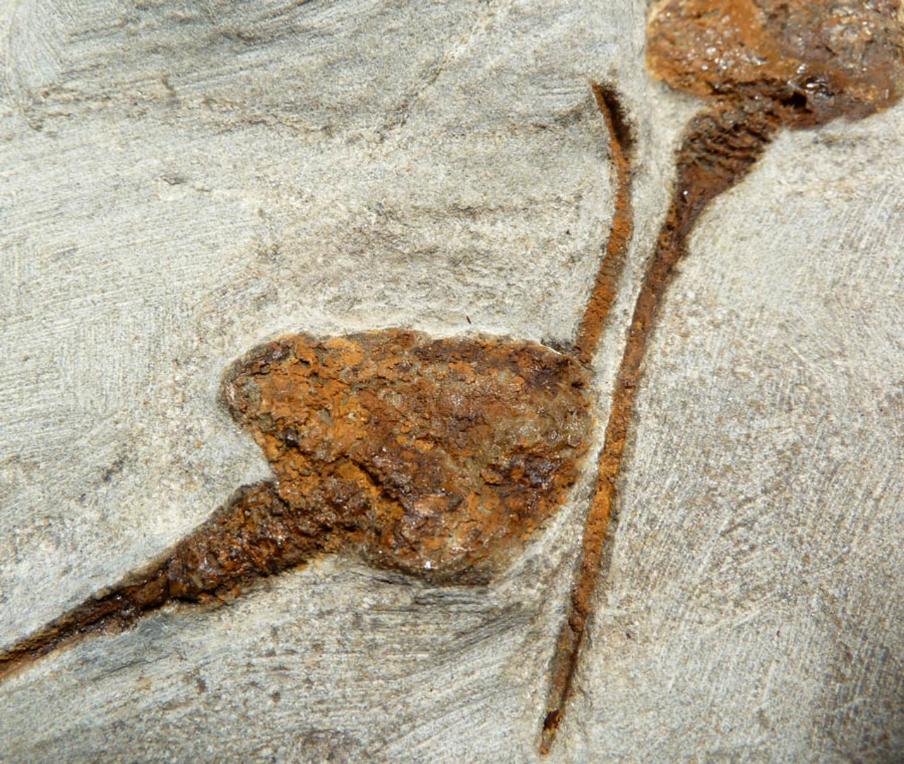 NATURAL MASS EXTINCTION CARPOID FOSSIL ORDOVICIAN DENDROCYSTITES  *CARP001