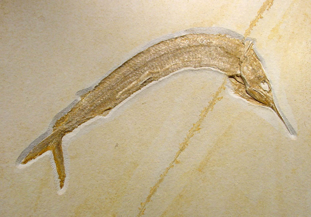 MAGNIFICENT LARGE ASPIDORHYNCHUS BILLFISH FISH FOSSIL FROM SOLNHOFEN GERMANY  *F014