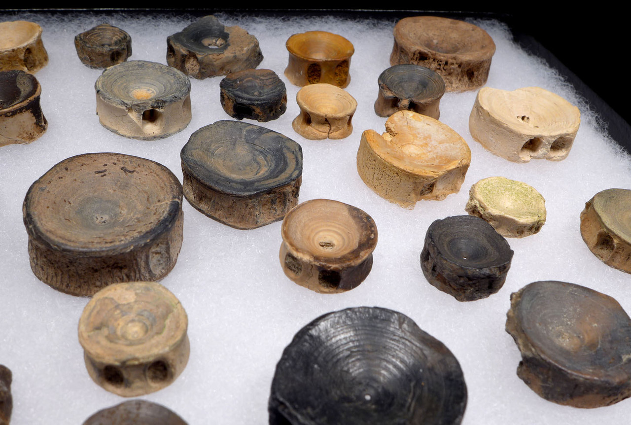 GROUP OF 30 OLIGOCENE FOSSIL SHARK AND FISH VERTEBRAE FROM SOUTH CAROLINA USA  *SHX136