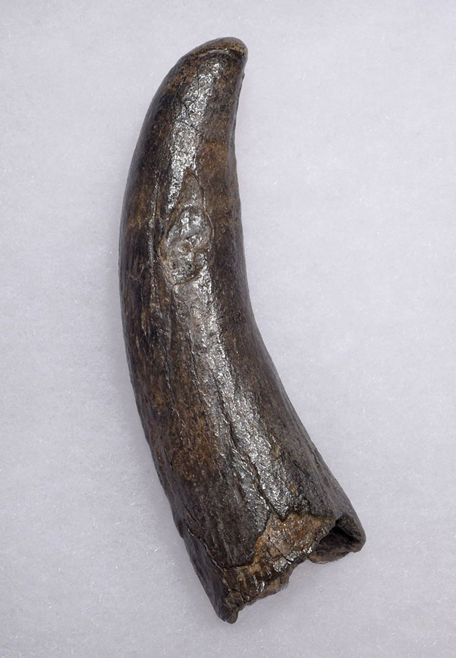 EXCEPTIONAL LARGE FOSSIL SPERM WHALE TOOTH FROM A PREHISTORIC ODONTOCETE  *WH057