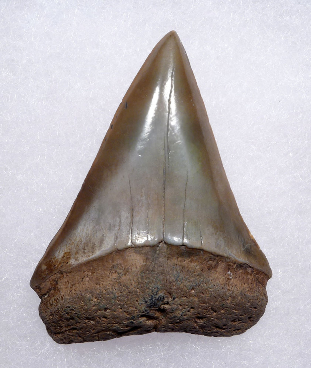 COLLECTOR GRADE 2.2 INCH GEORGIA PEARLY CHAMPAGNE FOSSIL SHARK TOOTH OF ISURUS HASTALIS BROAD TOOTH MAKO WITH CHATOYANT ENAMEL  *SHX105