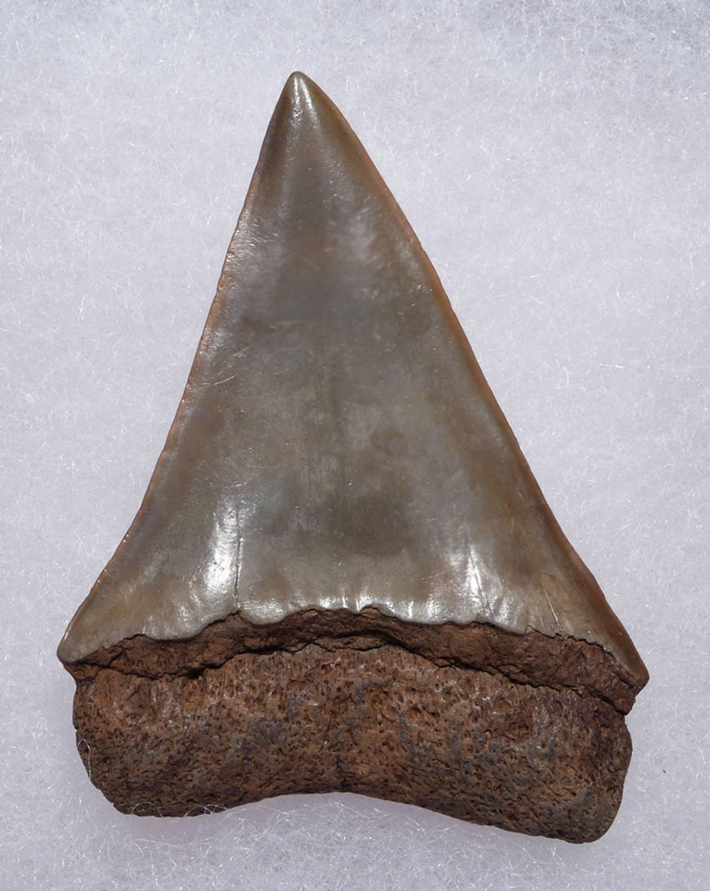 COLLECTOR GRADE 2.2 INCH GEORGIA PEARLY CHAMPAGNE FOSSIL SHARK TOOTH OF ISURUS HASTALIS BROAD TOOTH MAKO WITH CHATOYANT ENAMEL  *SHX105