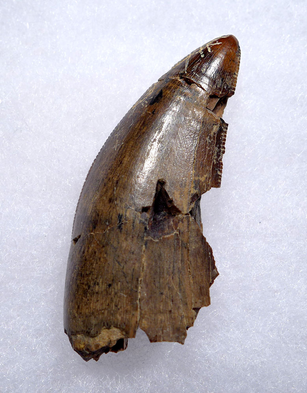AFFORDABLE 2.1 INCH TYRANNOSAURUS T REX TOOTH  *DT18-145