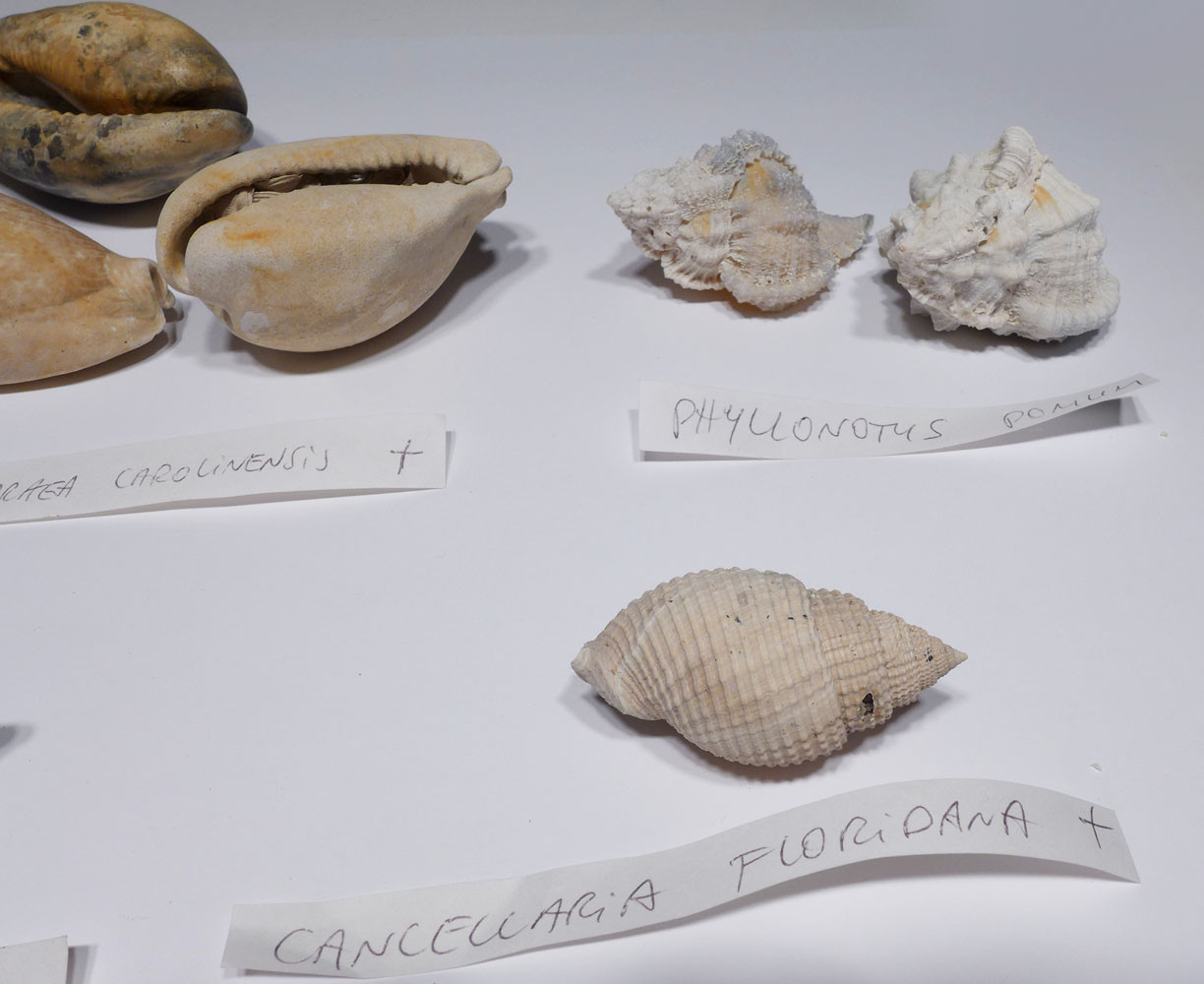 COLLECTION OF 10 SUPREME PLIOCENE FOSSIL GASTROPOD SEA SNAIL