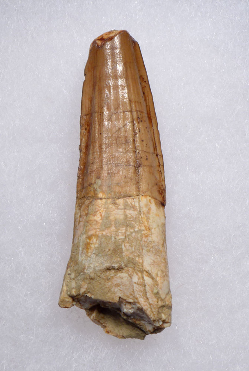 BEAUTIFUL 2.2 INCH LIGHT COLORED SPINOSAURUS TOOTH DINOSAUR FOSSIL  *DT5-630