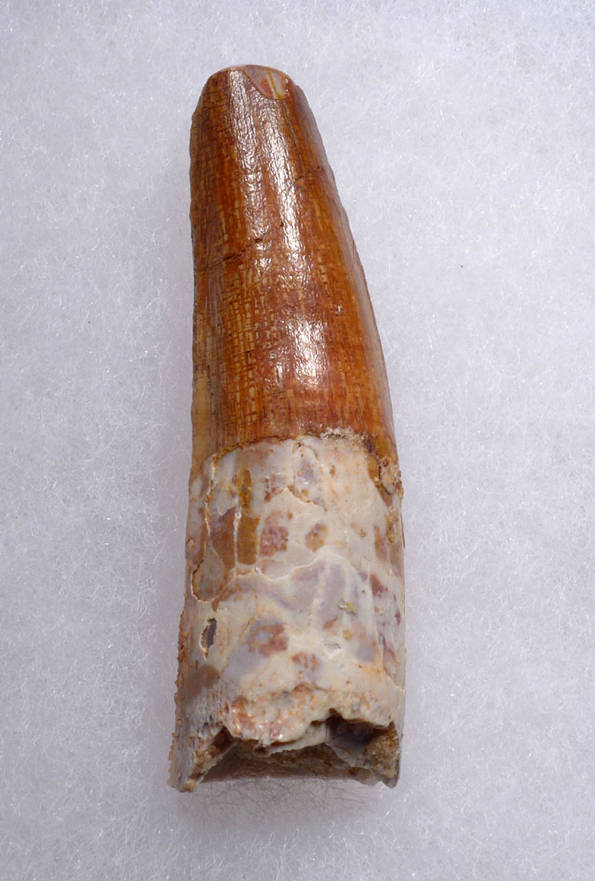 FANTASTIC UNBROKEN 2.2 INCH SPINOSAURUS TOOTH DINOSAUR FOSSIL  *DT5-628