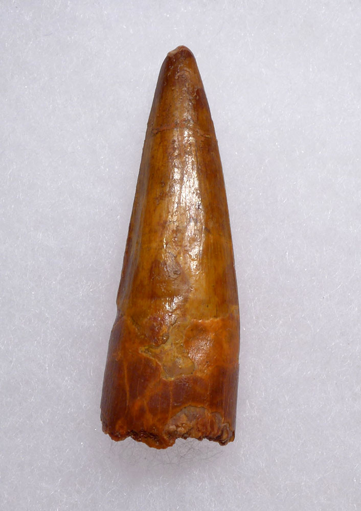 SHARP TIPPED EXCELLENT 1.75 INCH SPINOSAURUS FOSSIL DINOSAUR TOOTH  *DT5-624