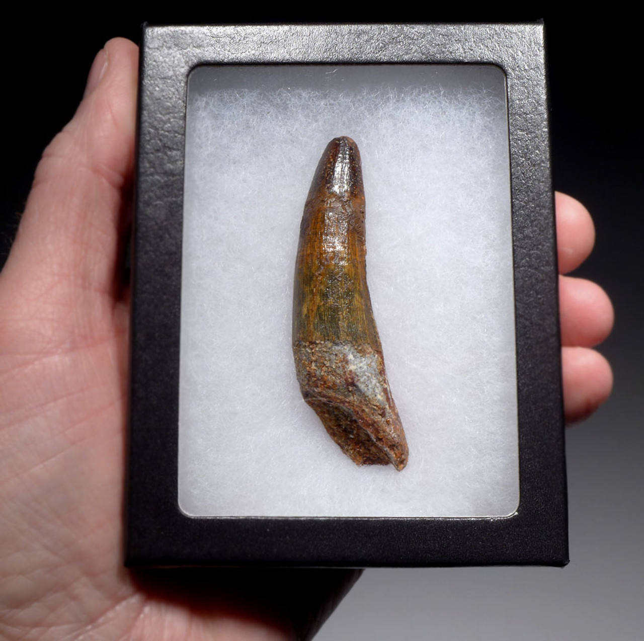 ATTRACTIVE 2.75 INCH SPINOSAURUS TOOTH DINOSAUR FOSSIL  *DT5-613