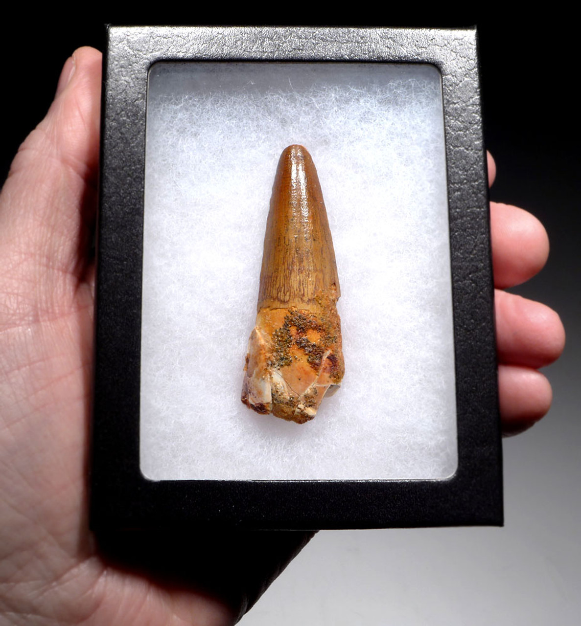 EXCEPTIONAL UNBROKEN 2.5 INCH SPINOSAURUS TOOTH DINOSAUR FOSSIL  *DT5-608