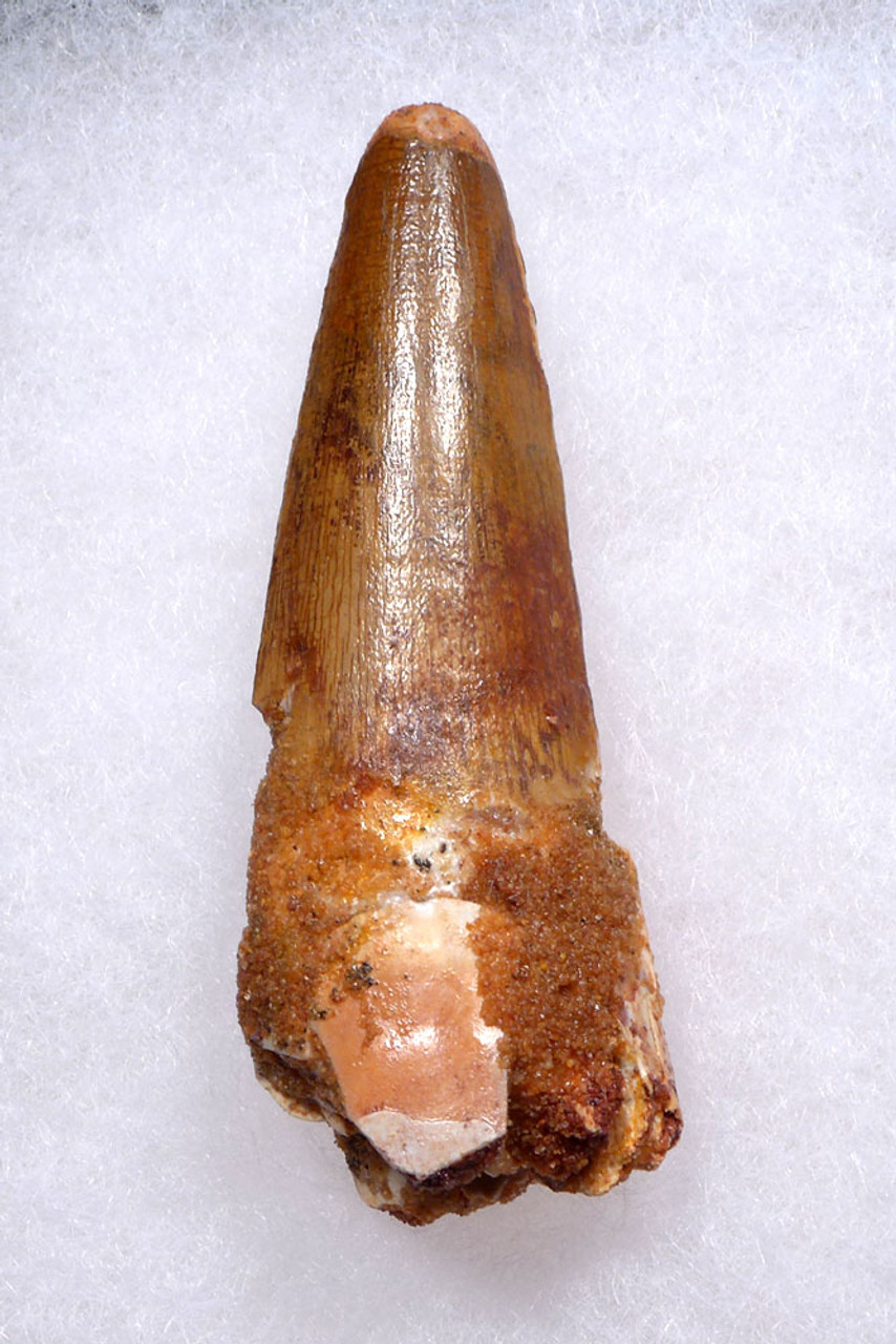 EXCEPTIONAL UNBROKEN 2.5 INCH SPINOSAURUS TOOTH DINOSAUR FOSSIL  *DT5-608