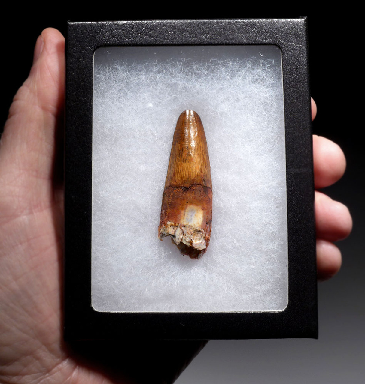 EXCEPTIONAL UNBROKEN 2 INCH SPINOSAURUS TOOTH DINOSAUR FOSSIL  *DT5-621