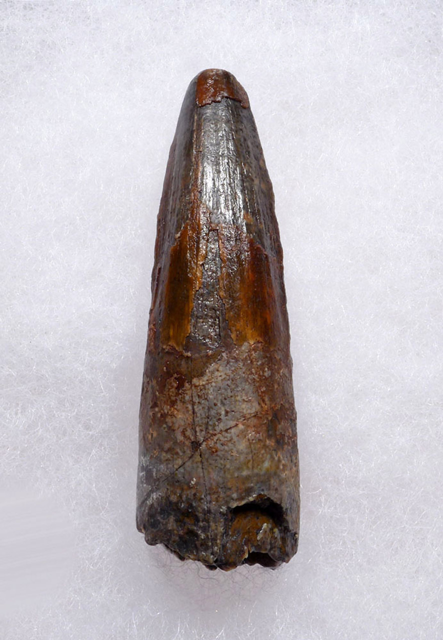 EXCEPTIONAL UNBROKEN 2 INCH SPINOSAURUS TOOTH DINOSAUR FOSSIL  *DT5-607